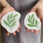 Pop-Up Sponge | Various Styles