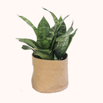 Kraft Paper Planter